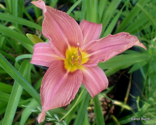 Daylily Seedling Pink Mauve
