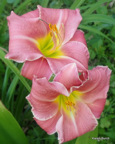 Daylily Seedling Pink Mauve