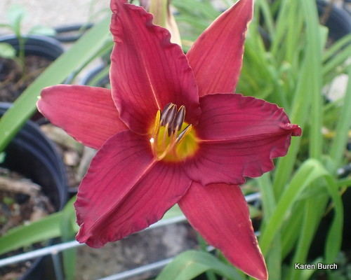 Daylily seedling Burgundy