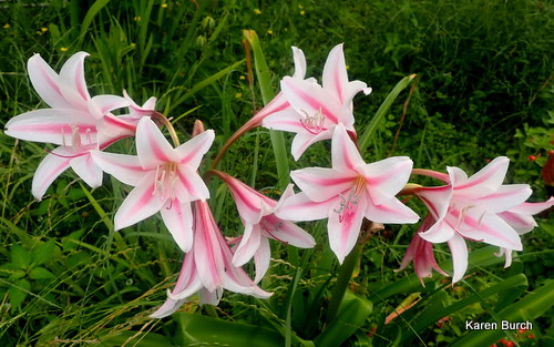 Milk and wine Crinum Lily