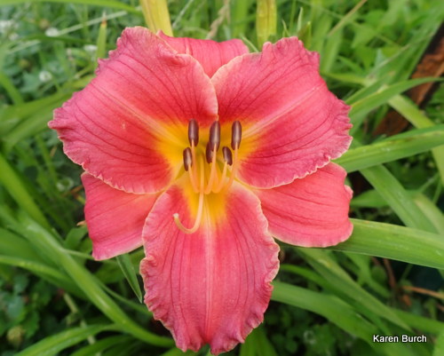 Daylily Seedling Bright Pink