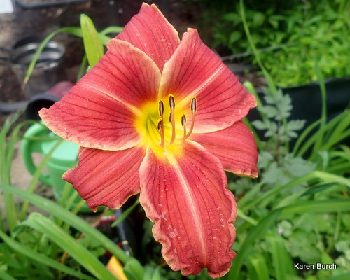 Daylily seedling dusky orange