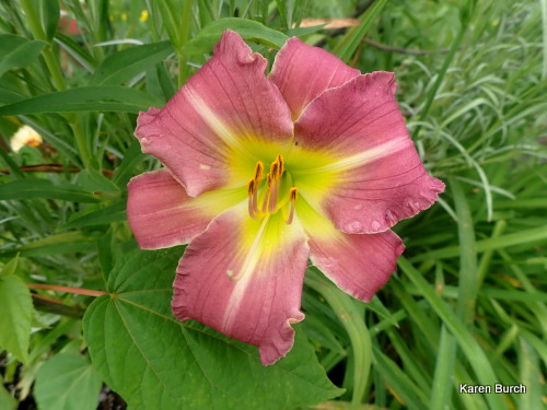 Daylily seedling Pink with Mauve shadings