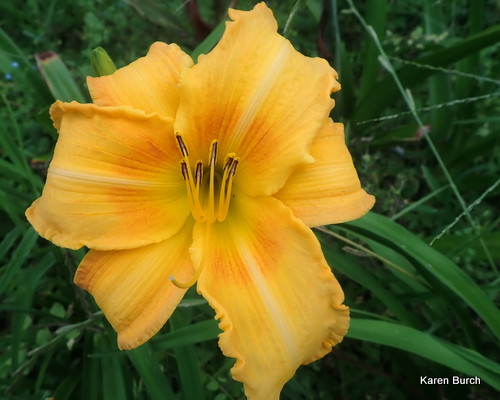 Daylily seedling Yellow with a hint of rust tones