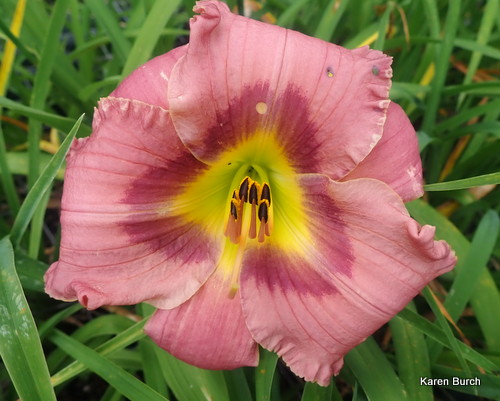 Daylily Seedling Mauve with darker Mauve Shadings