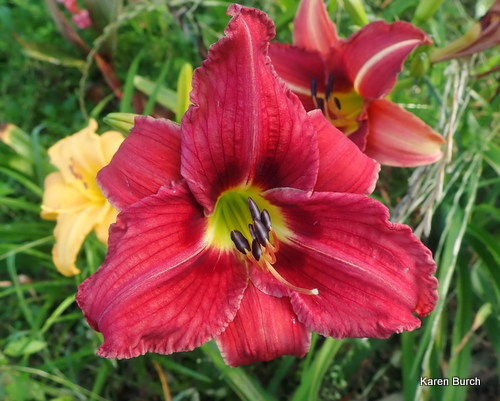 Daylily seedling Burgundy with deep burgundy markings