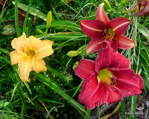 Daylily seedling trio