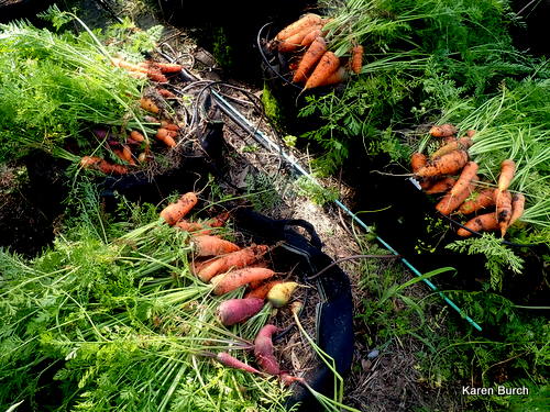 Carrot Harvest