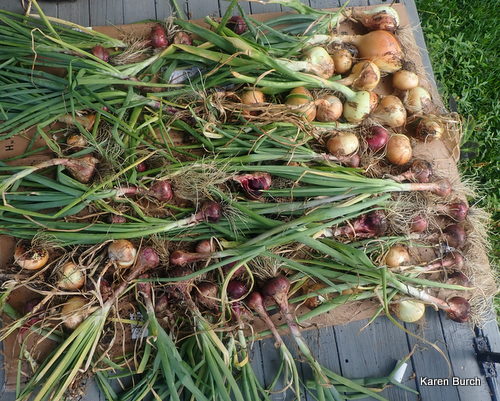 Onion Harvest