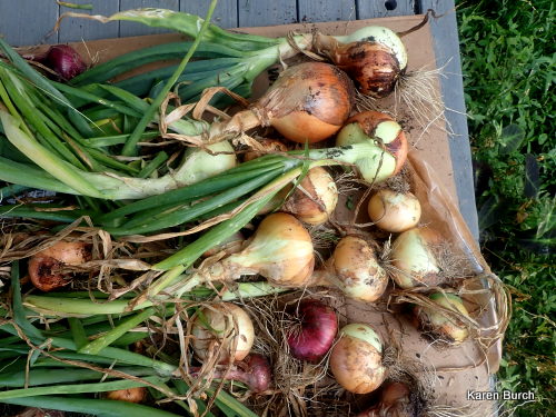 Onion Harvest