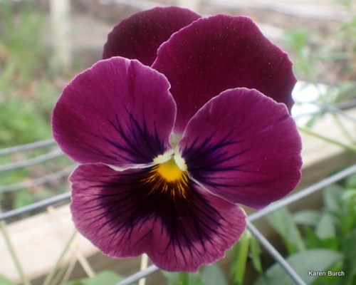 Matrix Coastal Sunrise Mix F2s