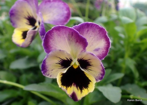 Matrix Coastal Sunrise Mix F2s