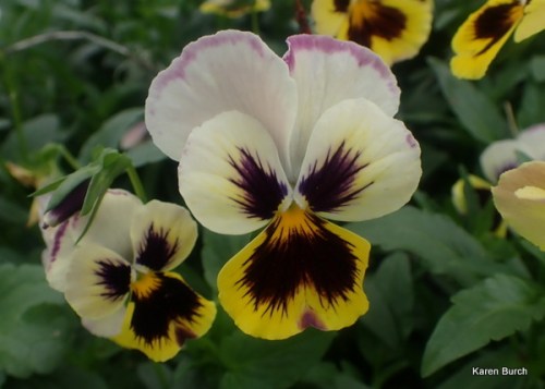 Matrix Coastal Sunrise Mix F2s