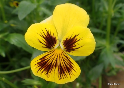 Yellow and brown pansy mix