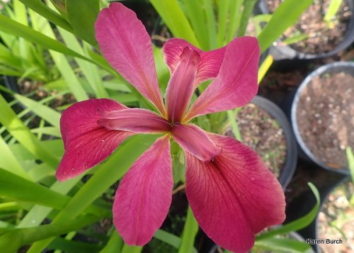Species X Iris, Louisiana Iris, Abbeville Red Iris, Abbeville Swamp Iris (Iris x nelsonii)
