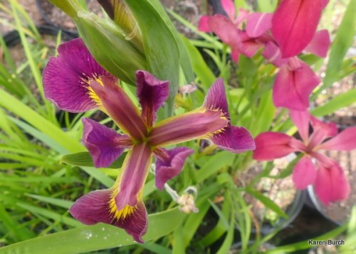 Purple Louisiana Iris