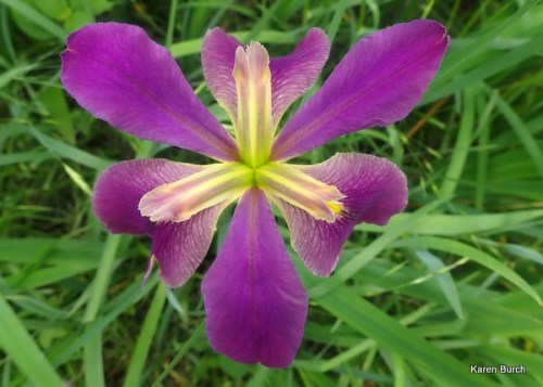 Purple Louisiana Iris