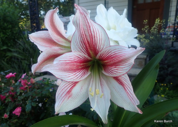 Glee Amaryllis