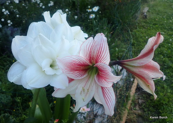 Alaska and Glee Amaryllis