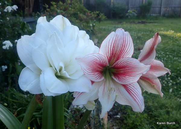 Alaska and Glee Amaryllis