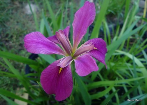 Purple Louisiana Iris