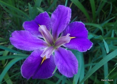 Purple Louisiana Iris