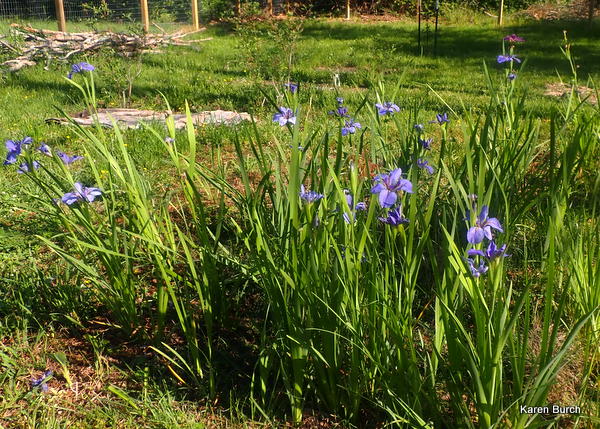 Blue Louisiana Iris