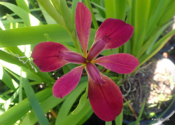 Species X Iris, Louisiana Iris, Abbeville Red Iris, Abbeville Swamp Iris (Iris x nelsonii) seedling