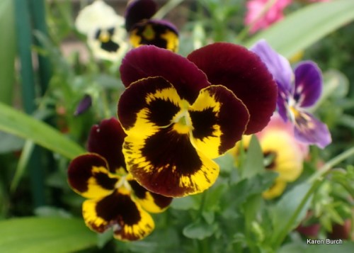 burgundy and yellow blotchy pansy