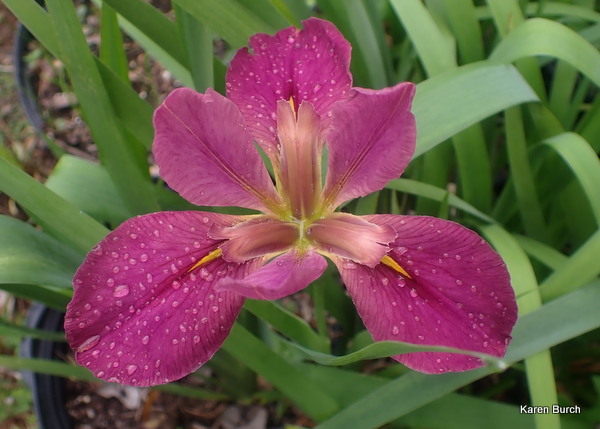 Pink Louisiana Iris