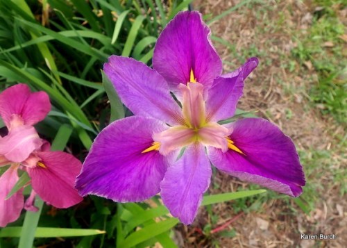 Purple Louisiana Iris Seedling