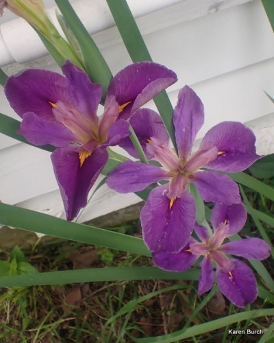 Purple Louisiana Iris