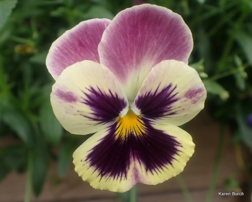 Matrix Coastal sunrise Mix F2s