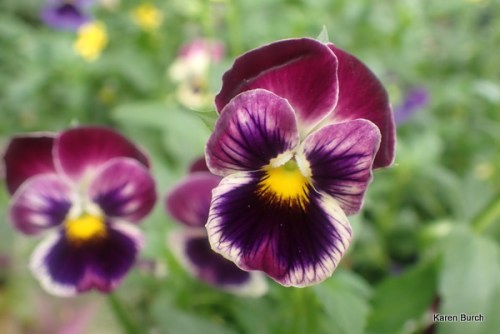 Burgundy with purple pansy