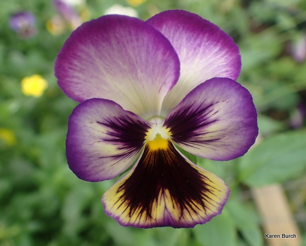 Matrix Coastal Sunrise F2