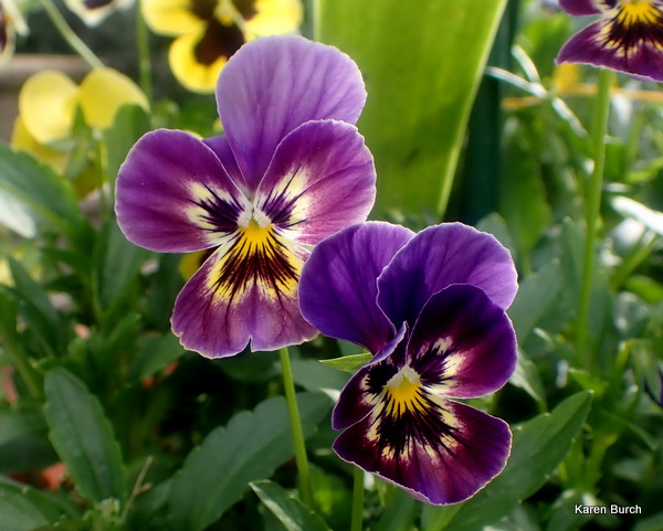 Stained Glass Look Purple Pansy