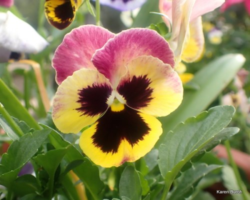 Matrix Coastal Sunrise F2