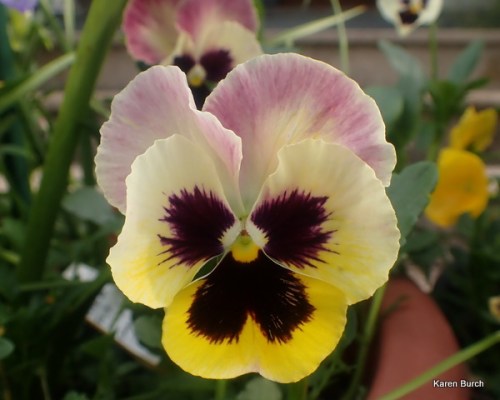 Matrix Coastal Sunrise F2