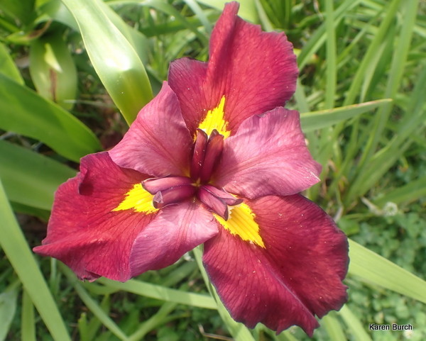 Anne Chowning Iris
