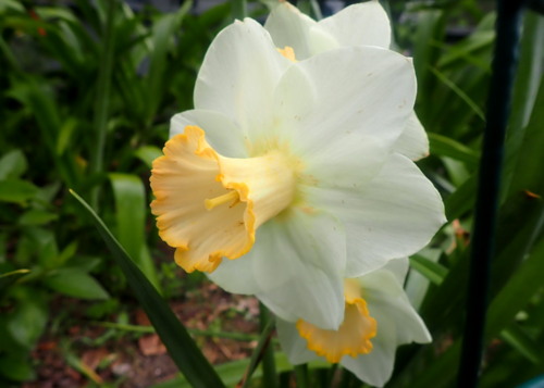 Peach and white daffodil