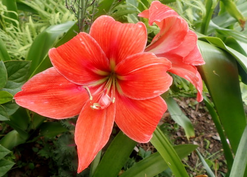 Amaryllis in the flower bed