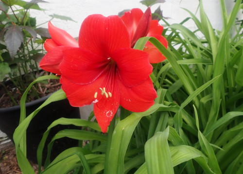 A Seedling of Lion King