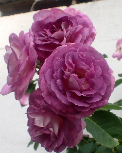 Lavender Crush Rose