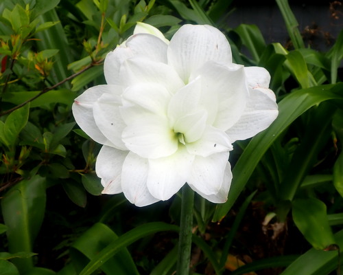 Amaryllis Alaska in the flower bed