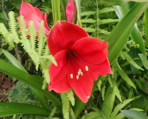 A Seedling of Lion King