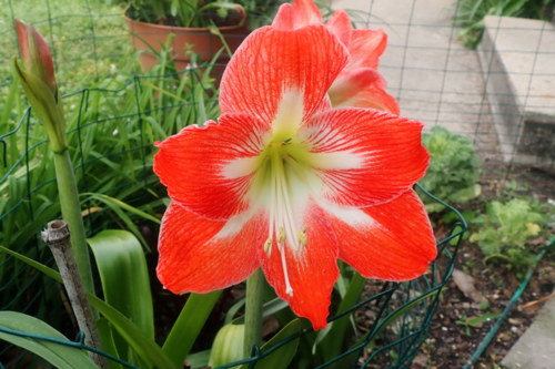 Minerva Amaryllis