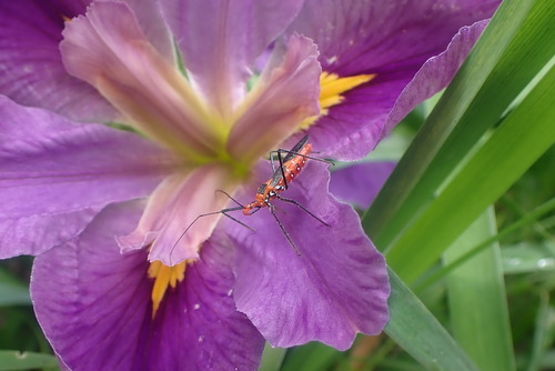 Milkweed Assassin bug on Louisiana Iris