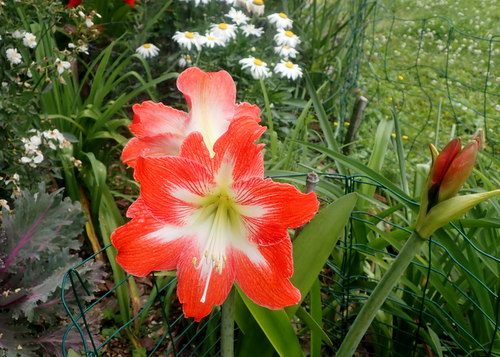 Minerva Amaryllis