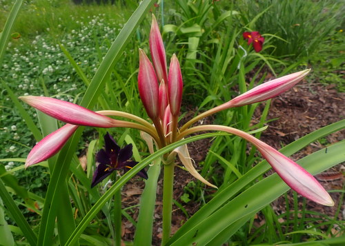Milk and Wine Crinum Lily opening