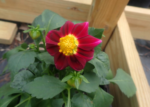 This is the first Dahlia bloom of the season